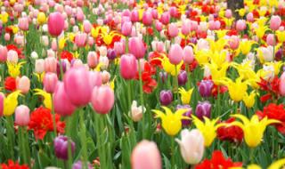 沈阳世博园门票 沈阳世博园门票