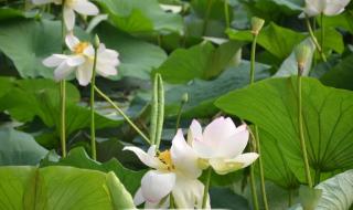 有点顶是什么梗 有点顶是什么梗